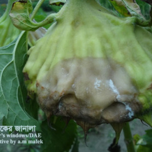 সূর্যমুখীর হোয়াইট মোল্ড রোগ