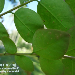 অরবরই জাবপোকা বা এফিড