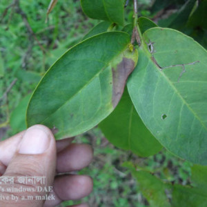 জামরুলের পাতা পোড়া রোগ